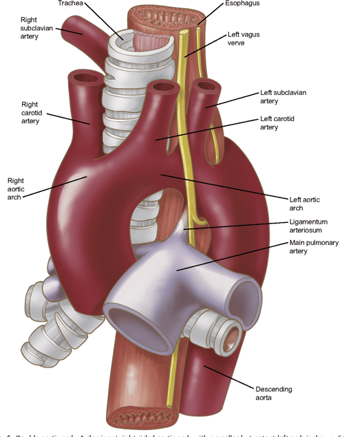 Anatomy of the thoracic aorta and of its branches. | Semantic Scholar