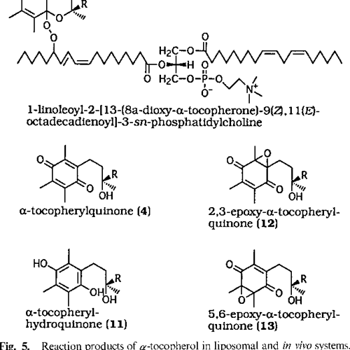 Vitamin E Mechanism of Its Antioxidant Activity Semantic Scholar