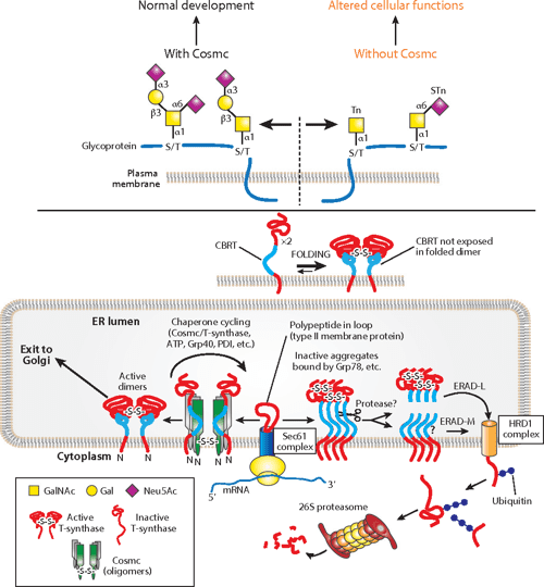 [PDF] Protein glycosylation in cancer. Semantic Scholar