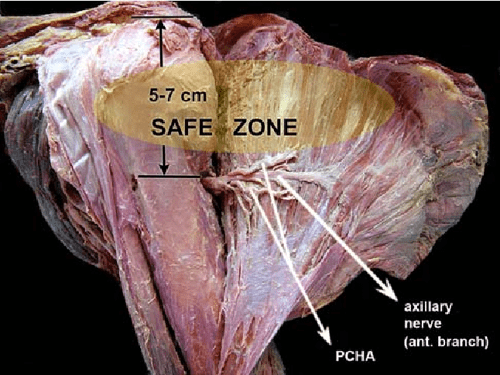 Axillary nerve innervation image