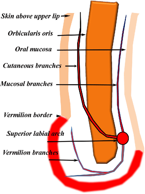A Typical Pattern of the Labial Arteries with Implication for Lip