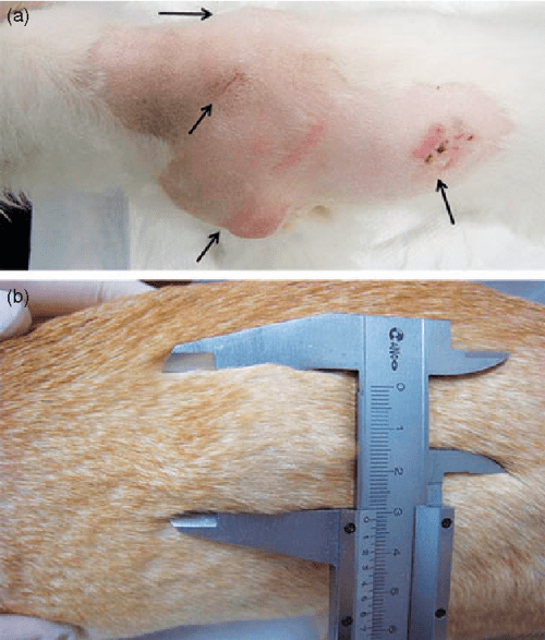 Sterile panniculitis in dogs new diagnostic findings and alternative