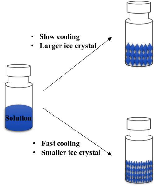 Process cycle development of freeze drying for therapeutic proteins