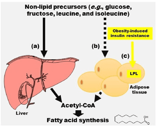 [PDF] Lipoprotein Lipase: A General Review | Semantic Scholar