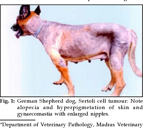 Figure 1 from SERTOLI CELL TUMOUR IN A GERMAN SHEPHERD DOG Semantic
