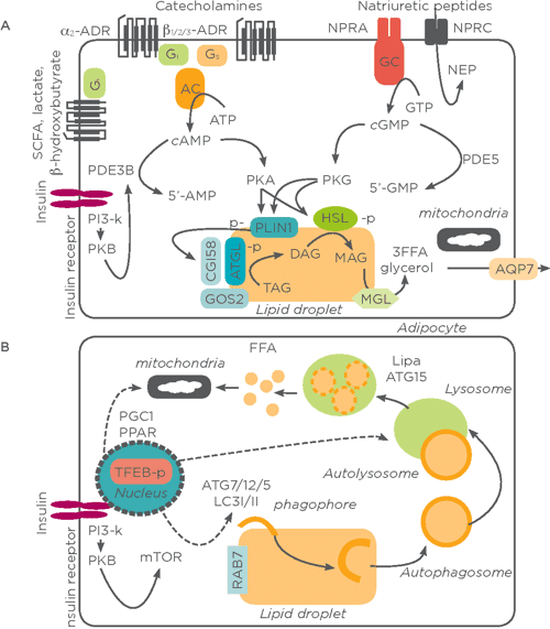 Lipid metabolism video picture
