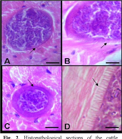 Figure 2 from Sarcocystis hominis and other Sarcocystis species