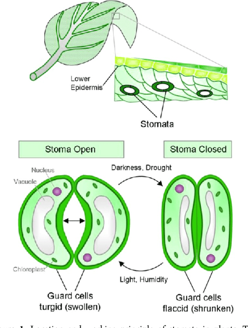 Research paper stomata image