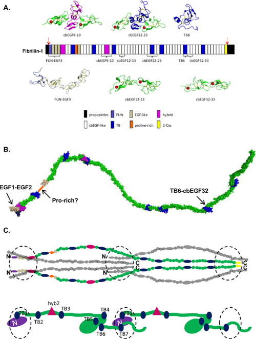 fibrillin 1 calcium ion bonding pubmed fibrillin 1 calcium ion bonding pubmed