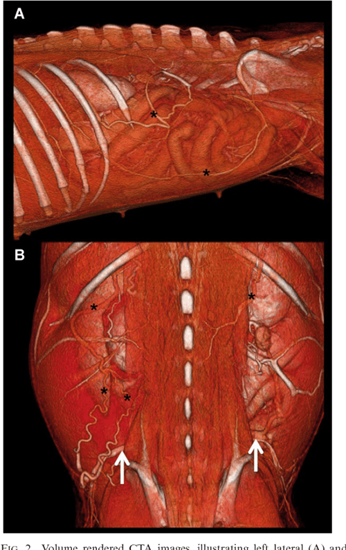 Computed tomographic characteristics of collateral venous pathways in dogs with caudal vena cava