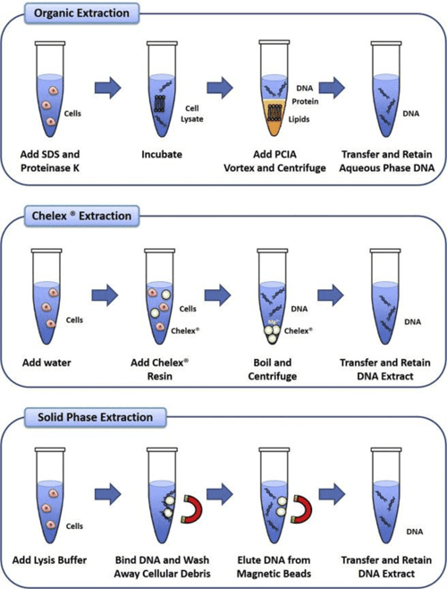 Figure 1 from Optimising silicabased solid phase DNA extraction