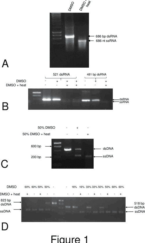Accurate Quantification of Nucleic Acids Using Hypochromicity