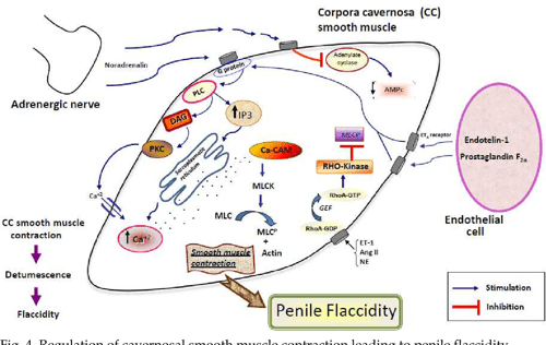 Figure 1 from Mechanisms in Erectile Function and Dysfunction: An ...