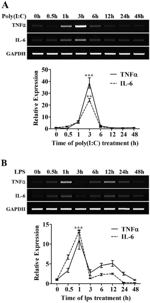 Figure 1 from Capsaicin Regulates the NFκB Pathway in Salivary Gland Inflammation Semantic