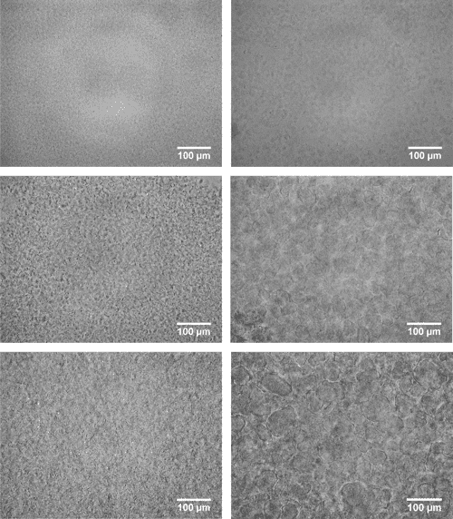 The Microstructure and Physical Properties of PlantBased Waxes and