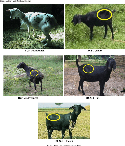 [PDF] Body condition scoring in goat Impact and significance