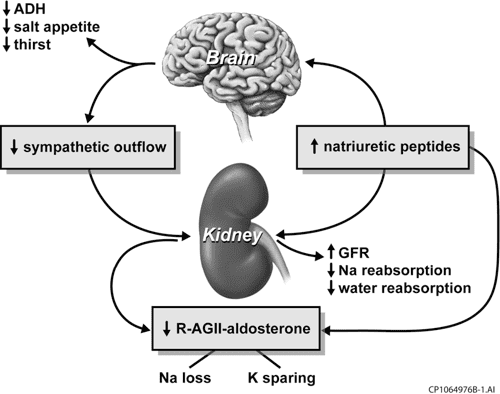 [PDF] Cerebral salt wasting: pathophysiology, diagnosis, and treatment ...