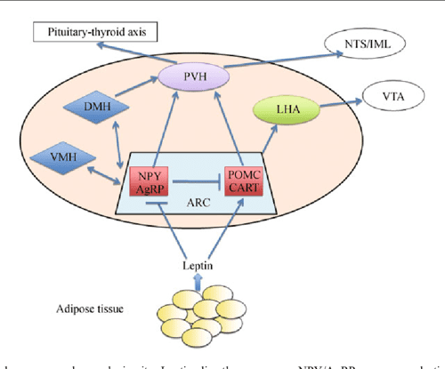 Figure 1 from Leptin signaling and leptin resistance | Semantic Scholar
