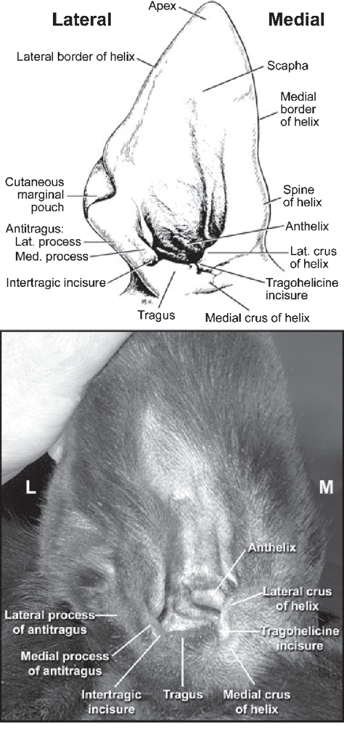 Anatomy and physiology of the canine ear. Semantic Scholar