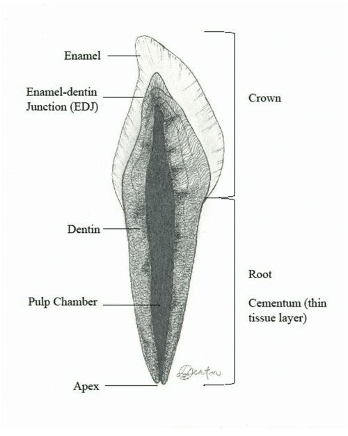 Shovelshaped incisors and the morphology of the enameldentin junction