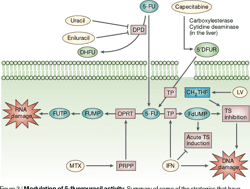 [PDF] 5-Fluorouracil: mechanisms of action and clinical strategies | Semantic Scholar