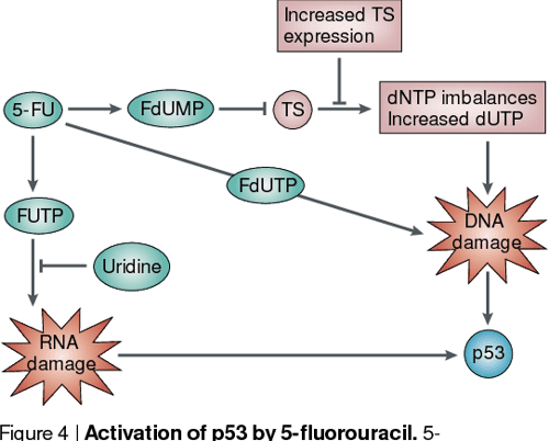 [PDF] 5-Fluorouracil: mechanisms of action and clinical strategies | Semantic Scholar