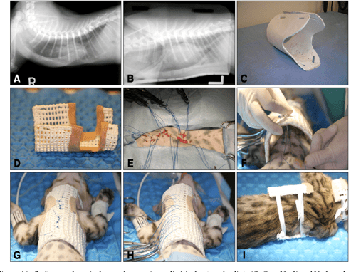 [PDF] Surgical correction of pectus excavatum in two cats | Semantic