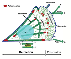 Figure 1.2 from Modeling the lamellipodium of motile cells | Semantic ...
