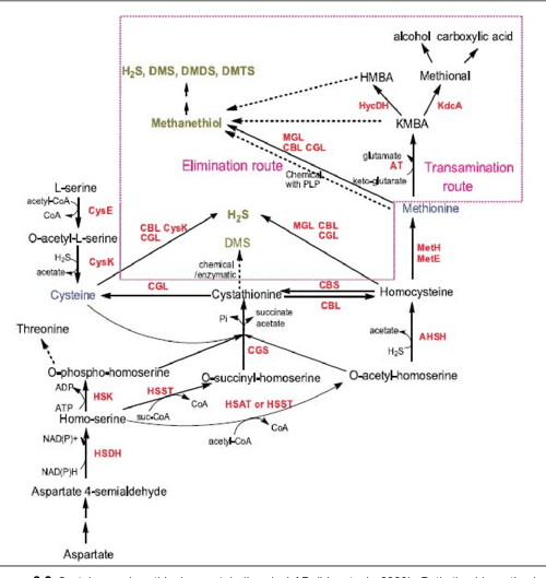 The selection and characterisation of lactic acid bacteria to be used