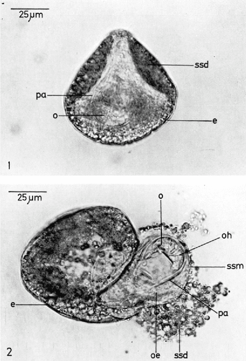 In vitro hatching of the tapeworm Moniezia expansa (cestoda