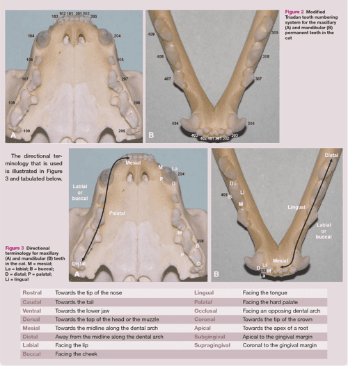  pdf applied feline oral anatomy and tooth extraction techniques