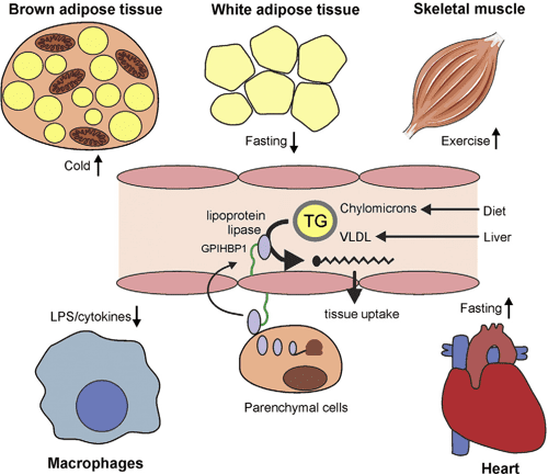 Figure 2 from Physiological regulation of lipoprotein lipase ...