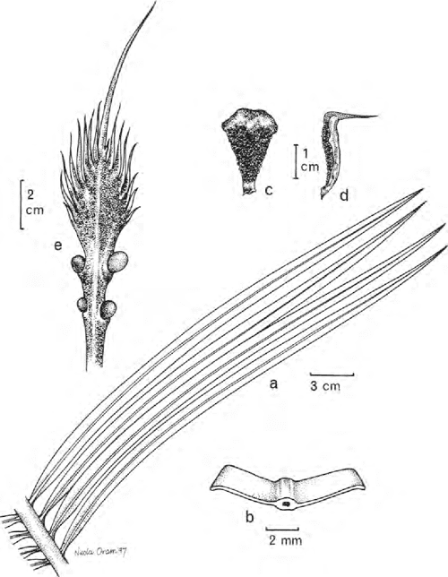 [PDF] The genus Cycas (Cycadaceae) in Thailand Semantic Scholar