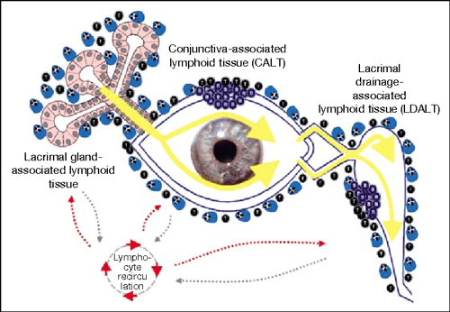 Examples of macroscopic image