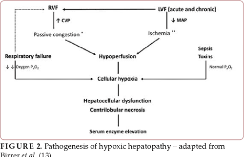 Ischemic Hepatitis - Intercorrelated Pathology. | Semantic Scholar