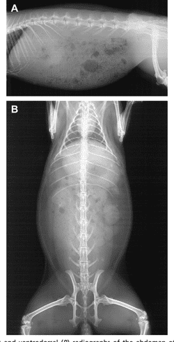 UNDERSTANDING GASTROINTESTINAL STASIS IN RABBITS | Semantic Scholar