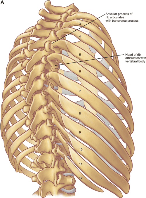 Figure 5 from The anatomy of the ribs and the sternum and their