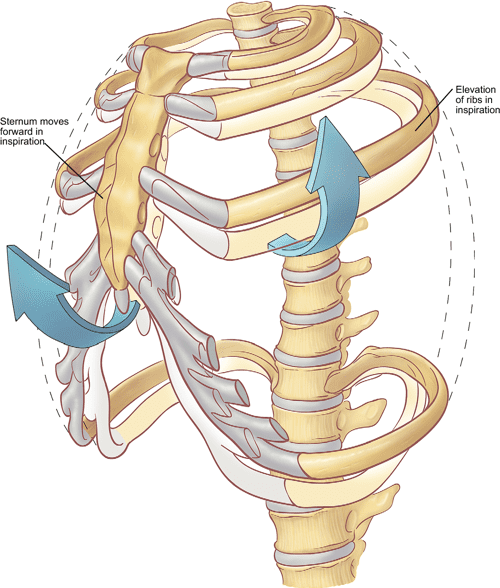 The anatomy of the ribs and the sternum and their relationship to chest