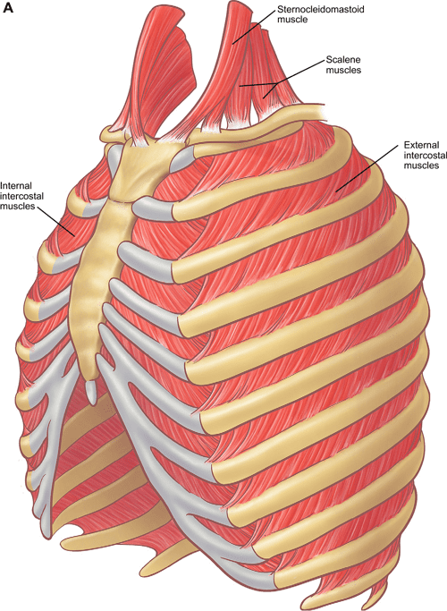 Figure 7 from The anatomy of the ribs and the sternum and their