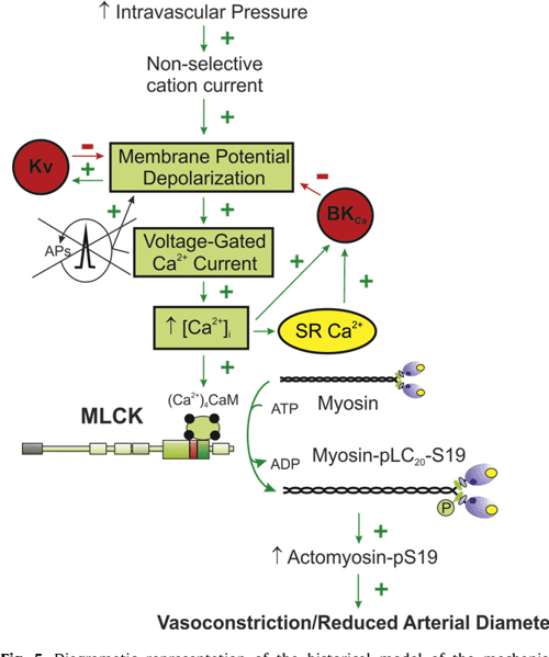 Figure 1 from Role of myosin light chain kinase and myosin light chain