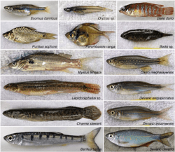 [PDF] Behavioral and Neural Genetics of Zebrafish | Semantic Scholar