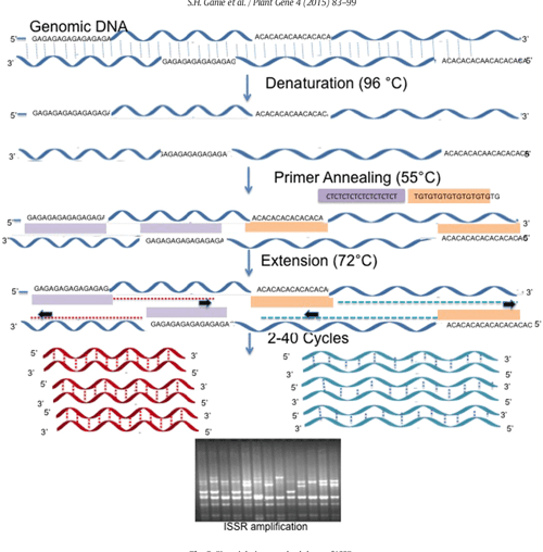 [PDF] Authentication of medicinal plants by DNA markers Semantic Scholar