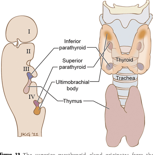 Figure 10 from Anatomy and embryology of the thyroid and parathyroid glands. Semantic Scholar