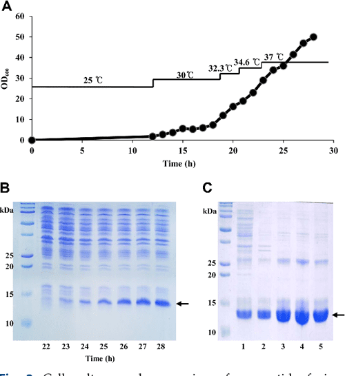Glargine Insulin Production Process Using Escherichia coli