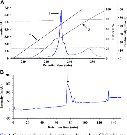 Glargine Insulin Production Process Using Escherichia coli