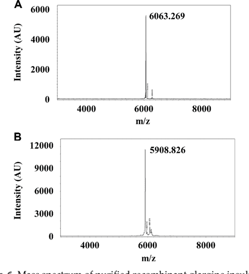 Glargine Insulin Production Process Using Escherichia coli
