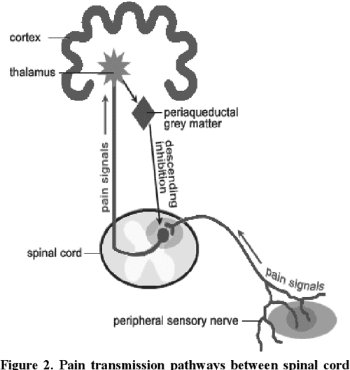 Figure 1 from Sciencebased Mechanisms to Explain the Action of