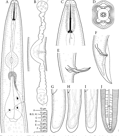 Figure 3 from Integrative taxonomy of the stunt nematodes of the genera ...