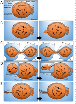[PDF] Nuclear envelope rupture drives genome instability in cancer