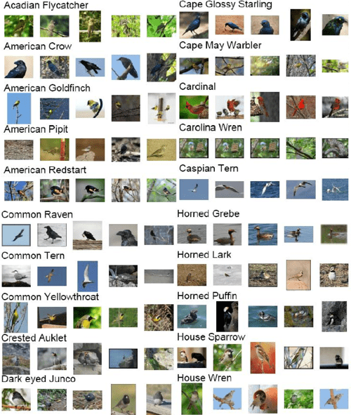 [PDF] The CaltechUCSD Birds2002011 Dataset Semantic Scholar